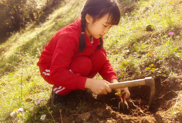 散文里的中草药之：春雷一声侧耳香