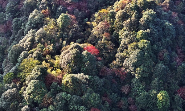 林深见影 一镜钟情——古蔺黄荆老林守山人成林(图6) 4444da9a763367b7cc123582b10068b6.jpg