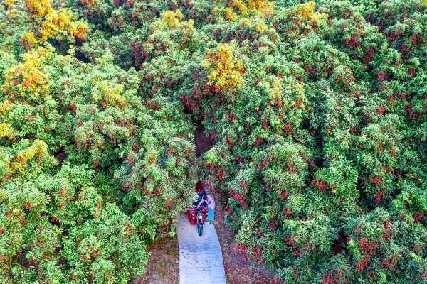 林下兴科创 果药赋新篇 ——泸州市农业科学研究院林下经济高质量发展路径研究(图1) 微信图片_20260409165216_187_3901.jpg