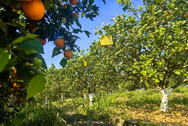 林下兴科创 果药赋新篇 ——泸州市农业科学研究院林下经济高质量发展路径研究(图3) 微信图片_20260409164916_182_3901.jpg