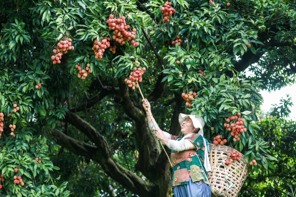 林下兴科创 果药赋新篇 ——泸州市农业科学研究院林下经济高质量发展路径研究(图6) 微信图片_20260409165251_188_3901.jpg