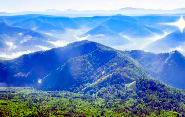 林下兴科创 果药赋新篇  ——泸州市农业科学研究院林下经济高