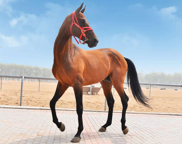 胡红拴：乌鲁木齐观汉血马(图2)