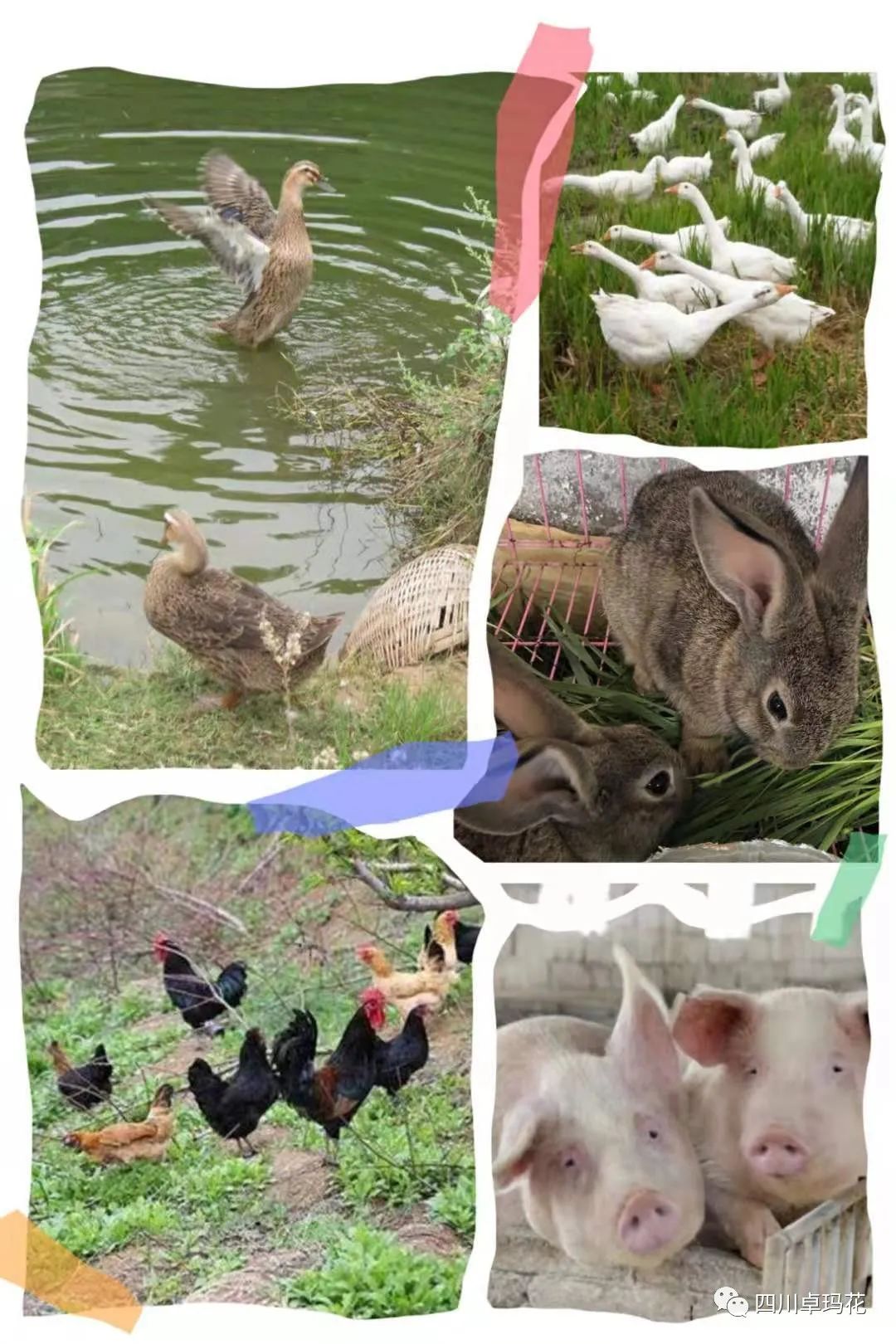 泸州:卓玛花庄园陪你度过一个不同的假期(图6) 图片