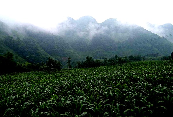 初旭：龙厂沟的包谷林(图2)