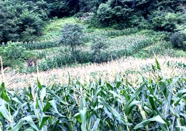 初旭：龙厂沟的包谷林(图3)