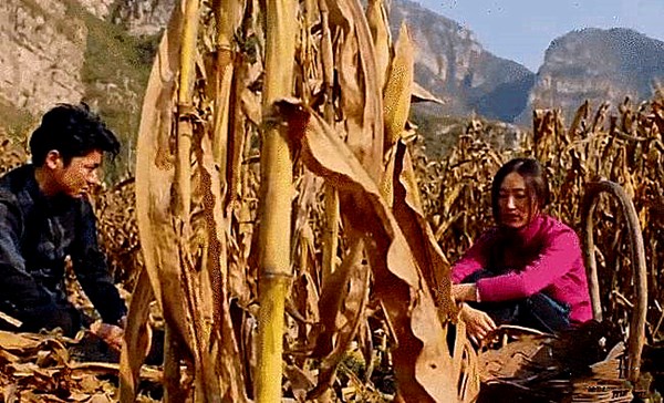 初旭：龙厂沟的包谷林(图4)