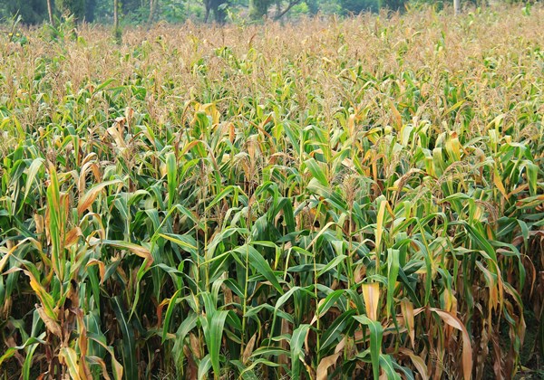 初旭：龙厂沟的包谷林(图5)