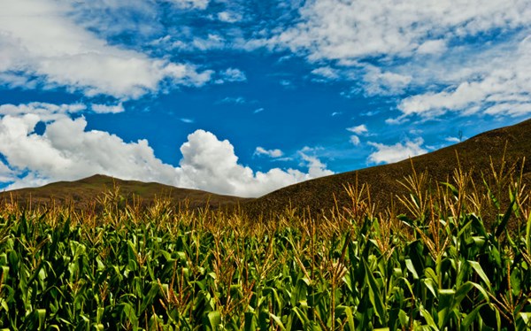初旭：龙厂沟的包谷林(图6)