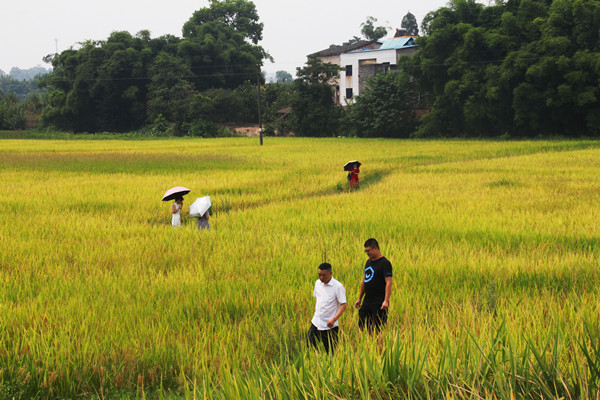 秋日的川南大地  遍地稻谷“香喷喷”(图3)