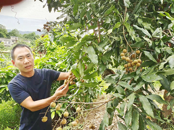 遭遇“小年” 今年泸州桂圆“身价高”(图1)