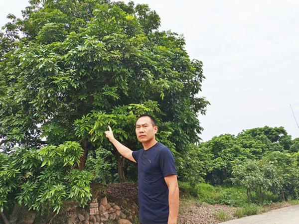 遭遇“小年” 今年泸州桂圆“身价高”(图2)