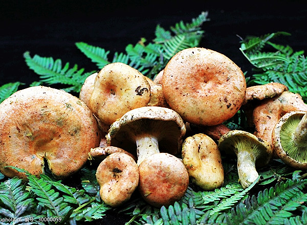 凉山盐源县农产品亮相泸州商博会(图1)