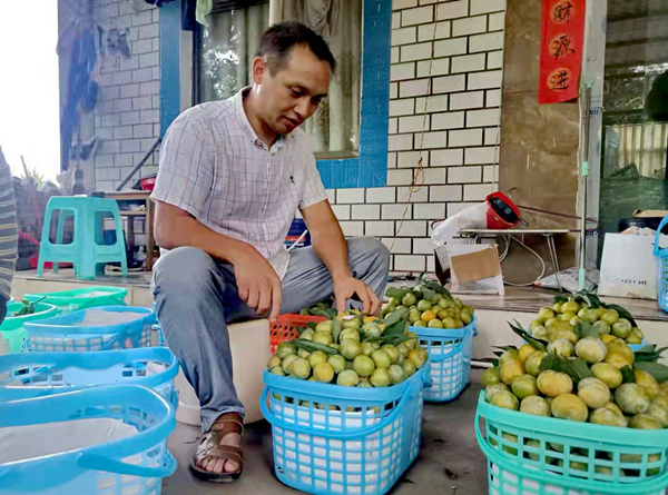 回乡创业对标种养加特色产业 宜宾叙州农民工打好“三张牌”(图3)