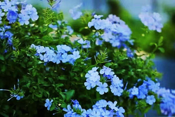 临渊读水：琥珀的月光(散文)(图2)