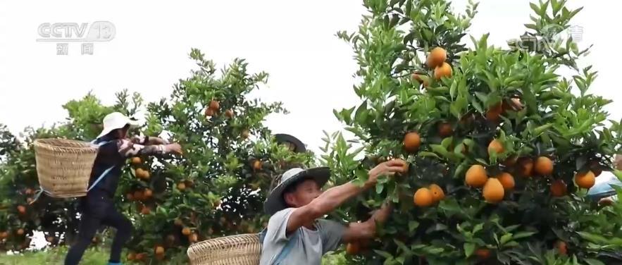 国庆期间百姓“米袋子”“菜篮子”品种丰富、供给有保障(图6)