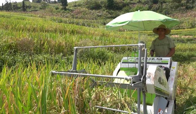 古蔺：科技助农 高山冷水稻进入收割尾期(图2)