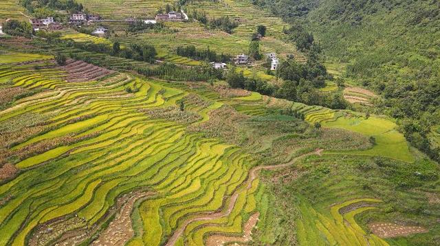 古蔺：科技助农 高山冷水稻进入收割尾期(图5)